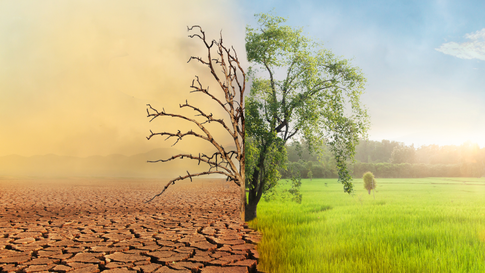 Science climate change trees